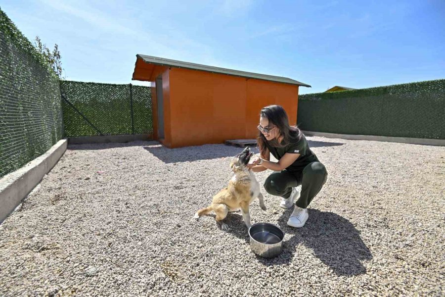 Sokak Köpeklerinin Özel Yaşam Alanı