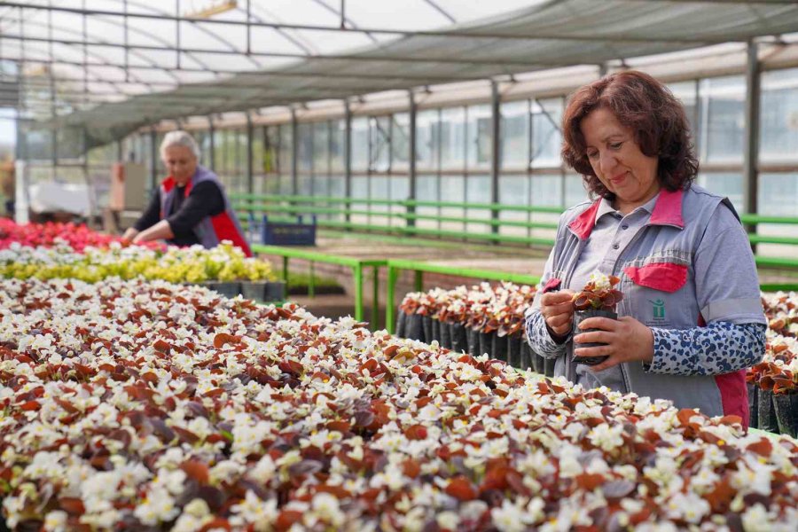 Bu Seralarda Üretilen Rengârenk Çiçekler Tepebaşı’nı Süslüyor