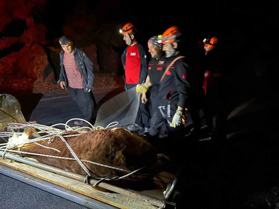 Alanya’da Kamyondan Düşen Dana 400 Metrelik Uçurumdan Kurtarıldı