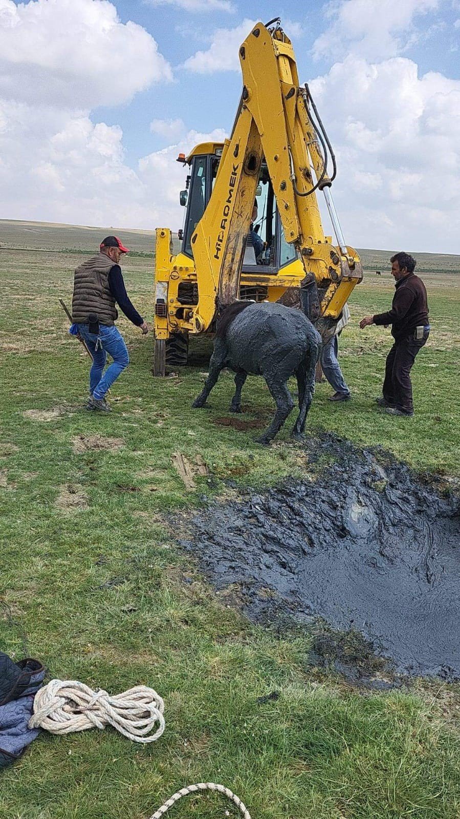 Çamura Batan İnek İş Makinesiyle Kurtarıldı