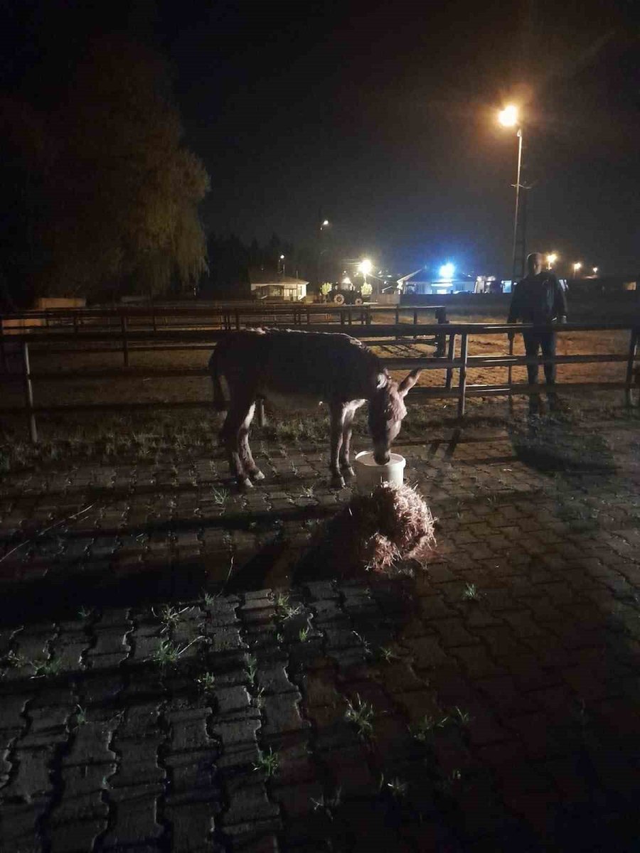 Başıboş Eşeğin Isırdığı Kadın Yaralandı