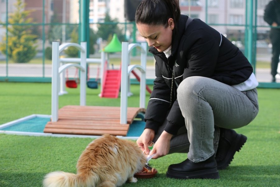 Kayseri’de İlk Olan Küçük Dostlar Kedi Kasabası’na Bir Yılda Rekor Ziyaret