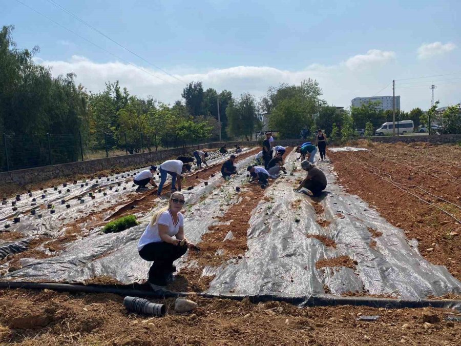 Myo’da Tıbbi Ve Aromatik Bitki Bahçesi Kuruldu