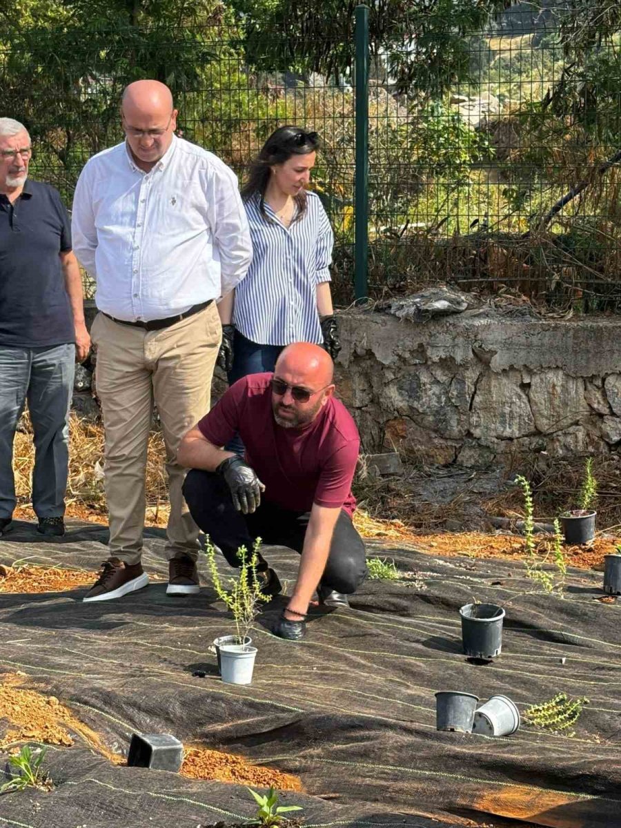 Myo’da Tıbbi Ve Aromatik Bitki Bahçesi Kuruldu