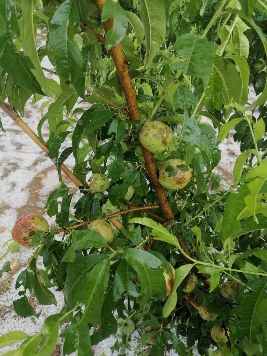 Toroslar İlçesinde Dün Etkili Olan Dolu Ekili Alanlara Zarar Verdi