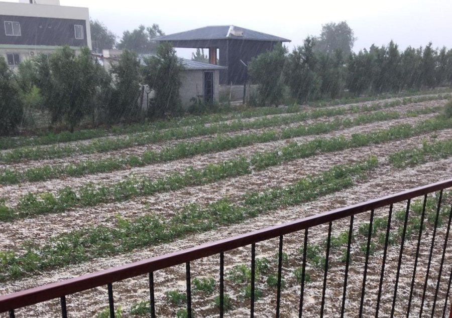 Toroslar İlçesinde Dün Etkili Olan Dolu Ekili Alanlara Zarar Verdi