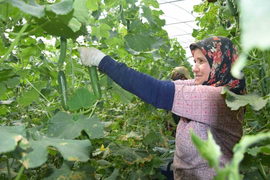 Kadın Çiftçi Kızıyla Birlikte Her Sabah Girdiği 3 Dekarlık Serada Gece Gündüz Çalışıyor