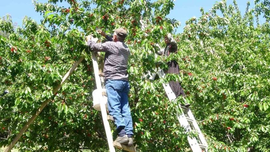 Mersin’de Turfanda Kiraz Hasadı Başladı