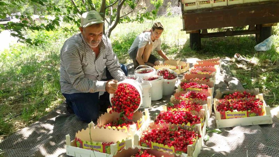 Mersin’de Turfanda Kiraz Hasadı Başladı