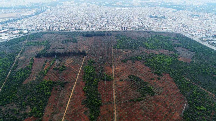 7 Yürüyüş Parkuru 25 Bin Ağaçla Kentin Akciğeri Zeytinpark, Antalyalıları Bekliyor