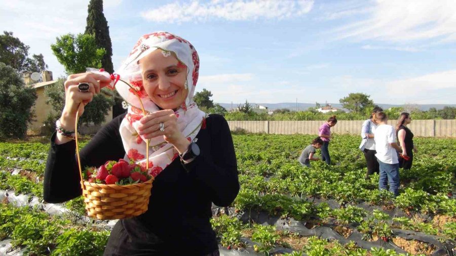 Milli Eğitim Müdürü Şalvar Giydi, Yazma Taktı, Öğrencilerle Birlikte Çilek Hasat Etti