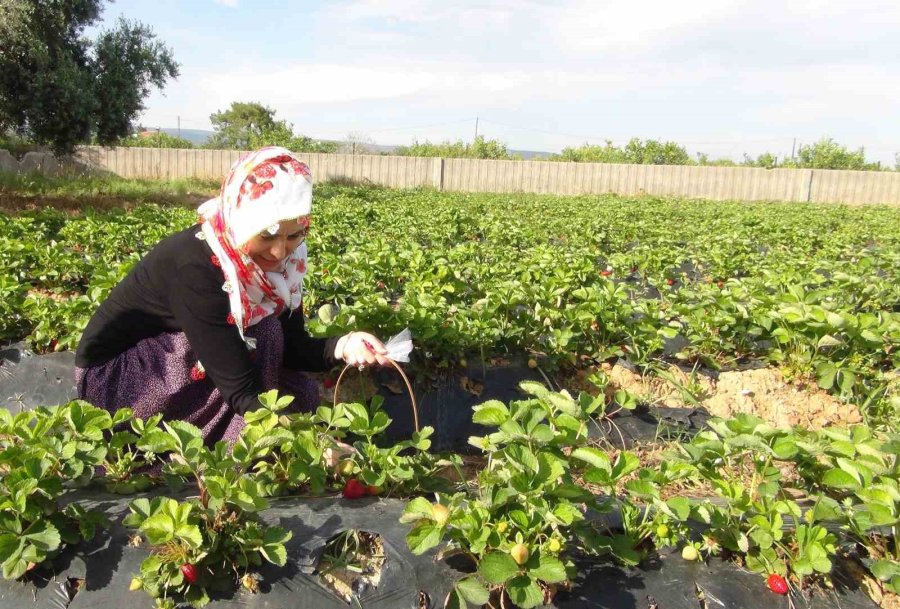 Milli Eğitim Müdürü Şalvar Giydi, Yazma Taktı, Öğrencilerle Birlikte Çilek Hasat Etti