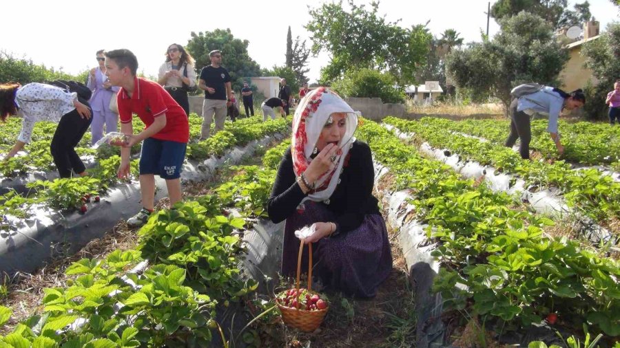 Milli Eğitim Müdürü Şalvar Giydi, Yazma Taktı, Öğrencilerle Birlikte Çilek Hasat Etti