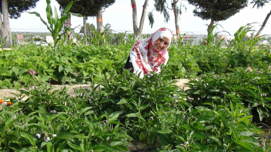 Milli Eğitim Müdürü Şalvar Giydi, Yazma Taktı, Öğrencilerle Birlikte Çilek Hasat Etti