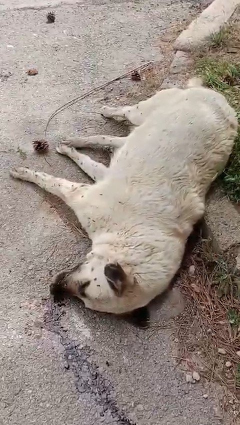 Niğde’de Ölü Bulunan Köpekler Stk’ları Harekete Geçirdi