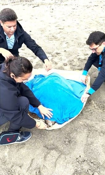 Tekne Pervanesinin Çarptığı Deniz Kaplumbağası Tedavi Altına Alındı