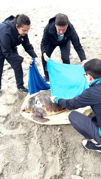 Tekne Pervanesinin Çarptığı Deniz Kaplumbağası Tedavi Altına Alındı