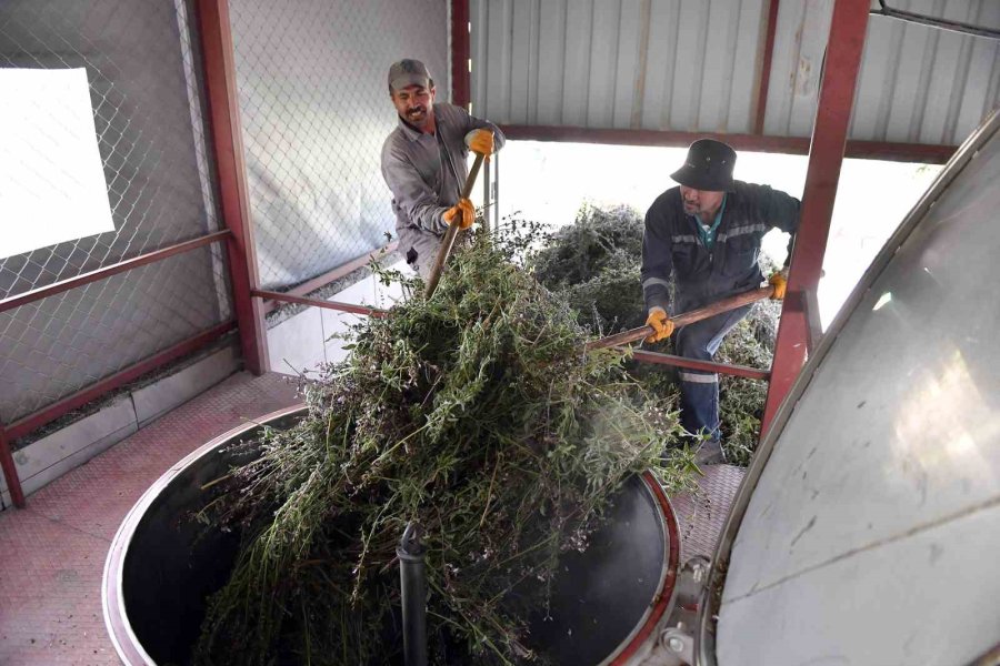 Silifkeli Üreticiler Ada Çayı Hasadına Başladı