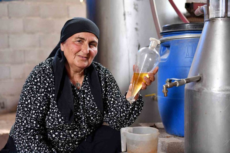 Silifkeli Üreticiler Ada Çayı Hasadına Başladı