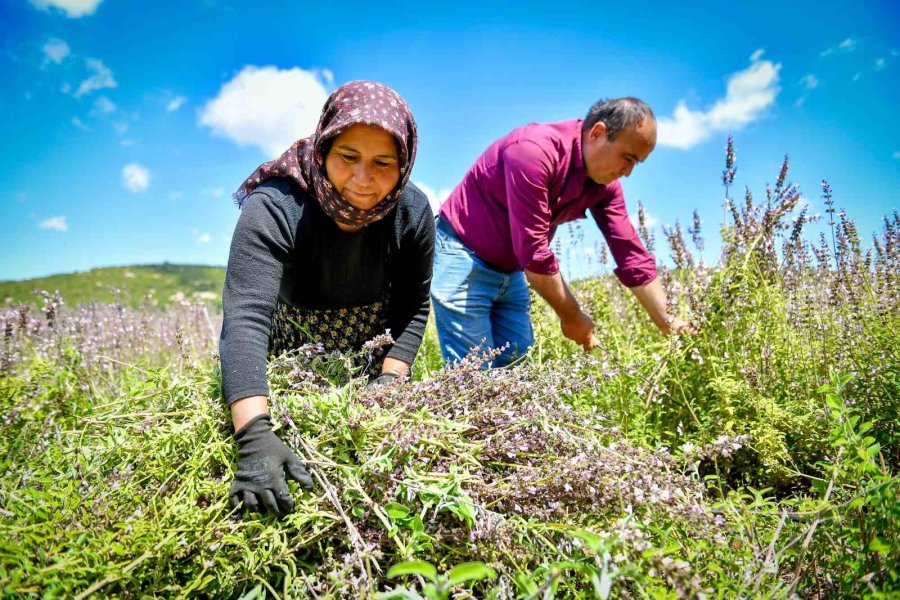 Silifkeli Üreticiler Ada Çayı Hasadına Başladı