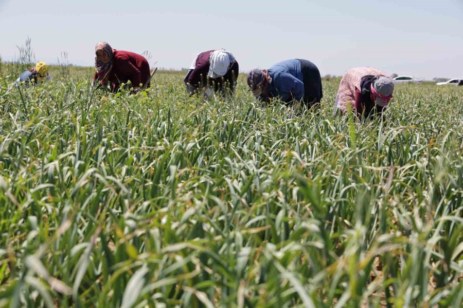 Aksaray’ın Organik Sarımsağı Rusya Ve Almanya Antibiyotiğinde