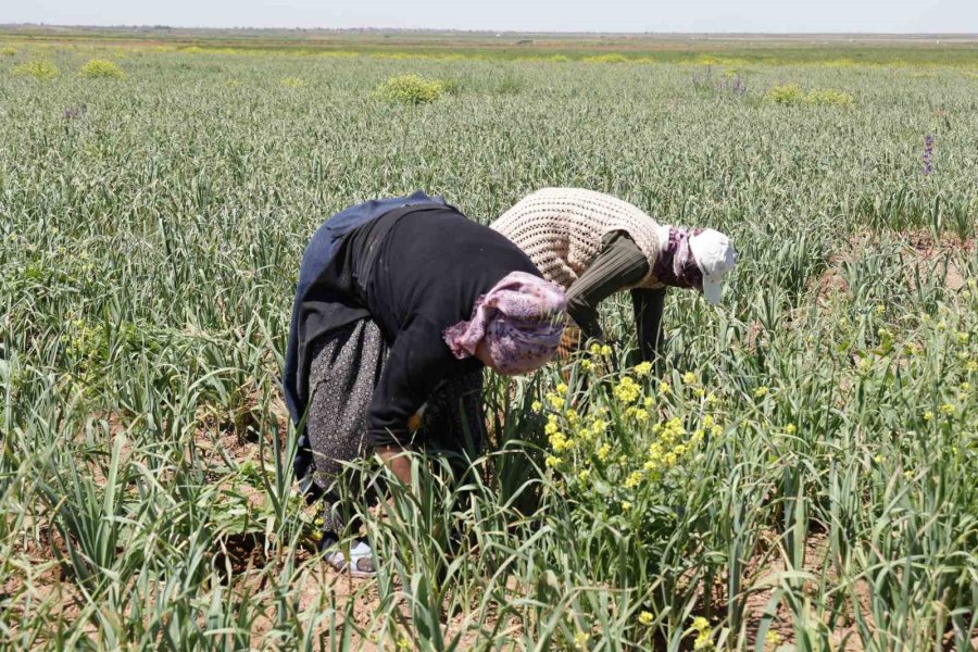 Aksaray’ın Organik Sarımsağı Rusya Ve Almanya Antibiyotiğinde