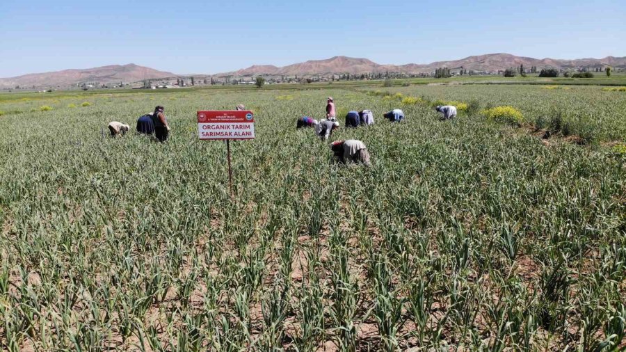 Aksaray’ın Organik Sarımsağı Rusya Ve Almanya Antibiyotiğinde