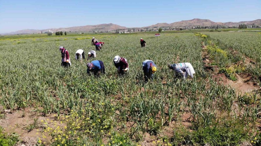 Aksaray’ın Organik Sarımsağı Rusya Ve Almanya Antibiyotiğinde