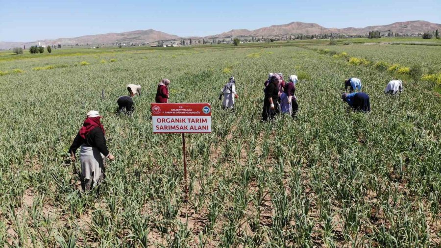 Aksaray’ın Organik Sarımsağı Rusya Ve Almanya Antibiyotiğinde