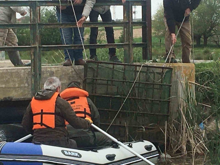 Bilinçsizce Atılan Ağlar Onlarca Canlının Telef Olmasına Neden Oldu