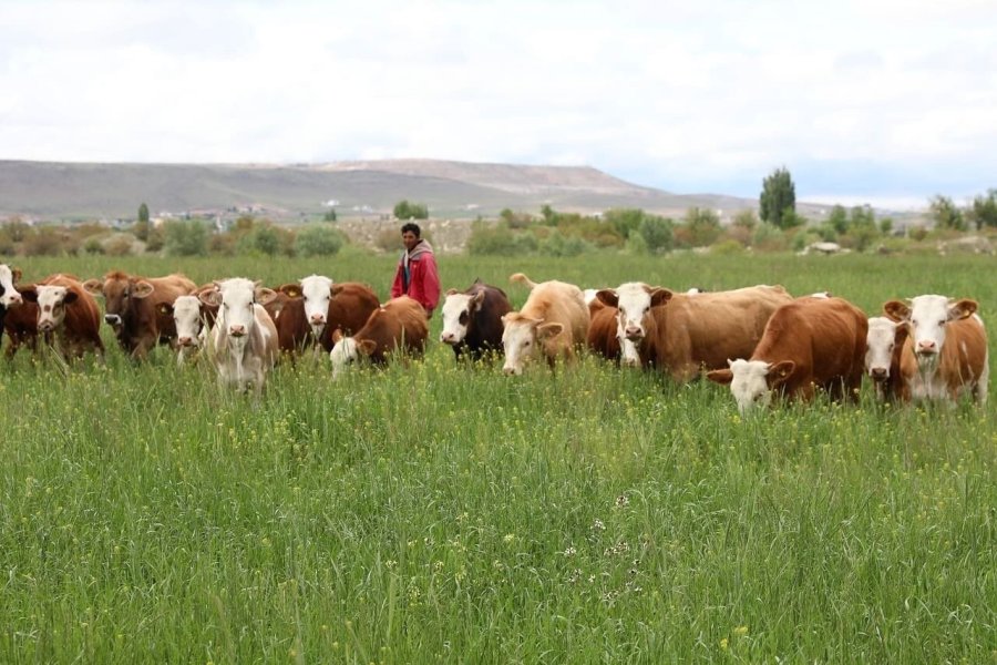 Büyükşehir’in Mera Vasfı Kazandırdığı 600 Dekar Alan 6 Ayda Yeşile Büründü