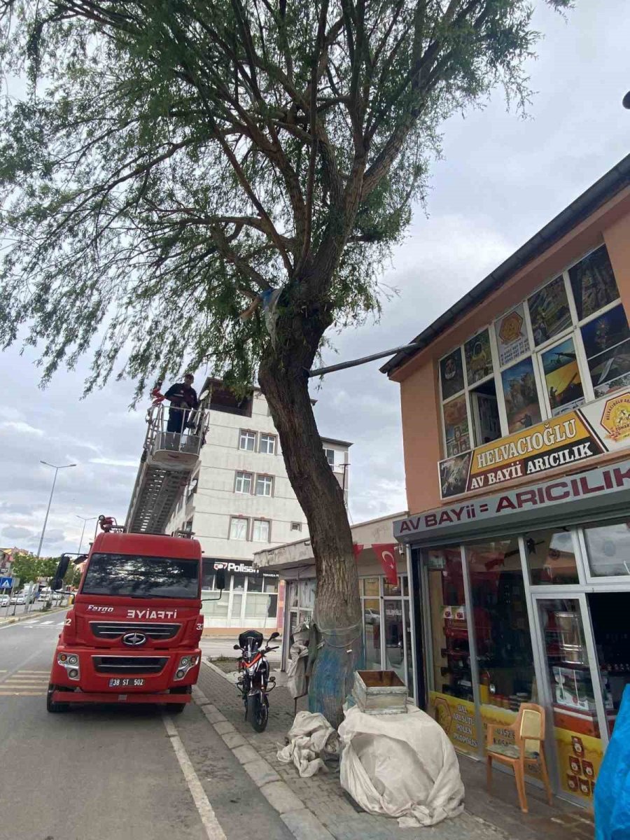 Ağaçta Mahsur Kalan Kedi Kurtarıldı