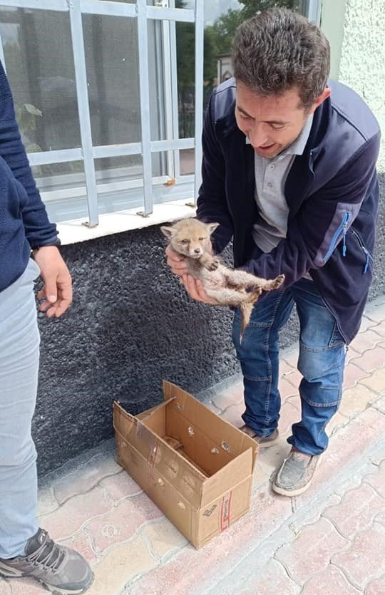 Beyşehir’de Bitkin Vaziyette Bulunan Tilki Yavrusu Koruma Altına Alındı