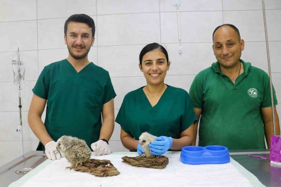 Gazipaşa’da Yavru Baykuşlar Tedavi Altına Alındı