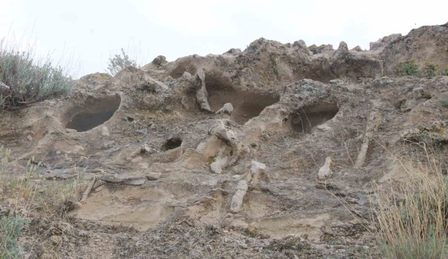 Kayseri’nin 10 Milyon Yıllık Ormanı Bulundu