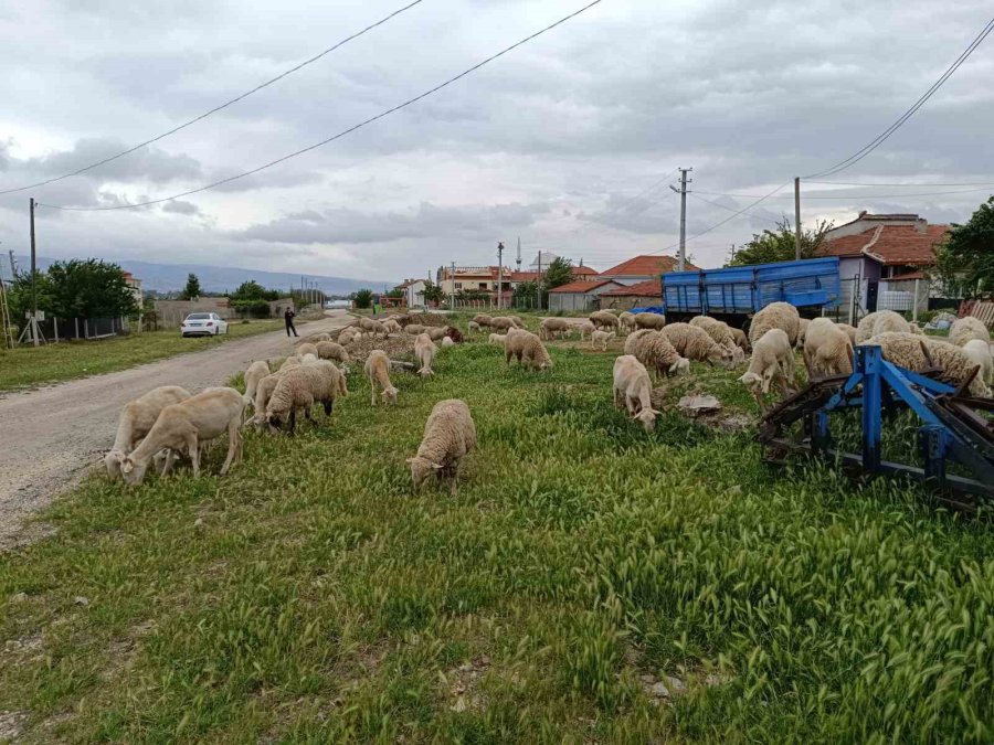 Eskişehir’de Kurbanlık Küçükbaş Fiyatı 10 Bin İle 25 Bin Lira Arasında Değişiyor