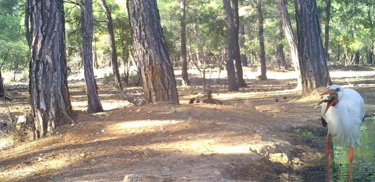 Leyleğin Hijyenik Beslenmesi Fotokapanla Görüntülendi