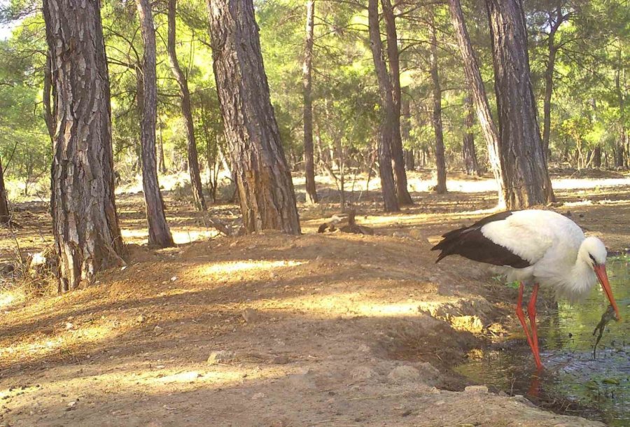 Leyleğin Hijyenik Beslenmesi Fotokapanla Görüntülendi