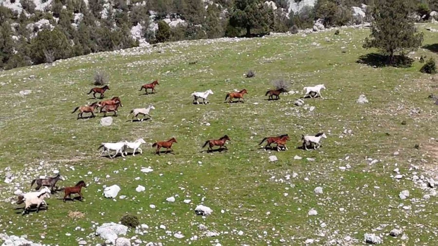 Antalya’nın Yılkı Atları