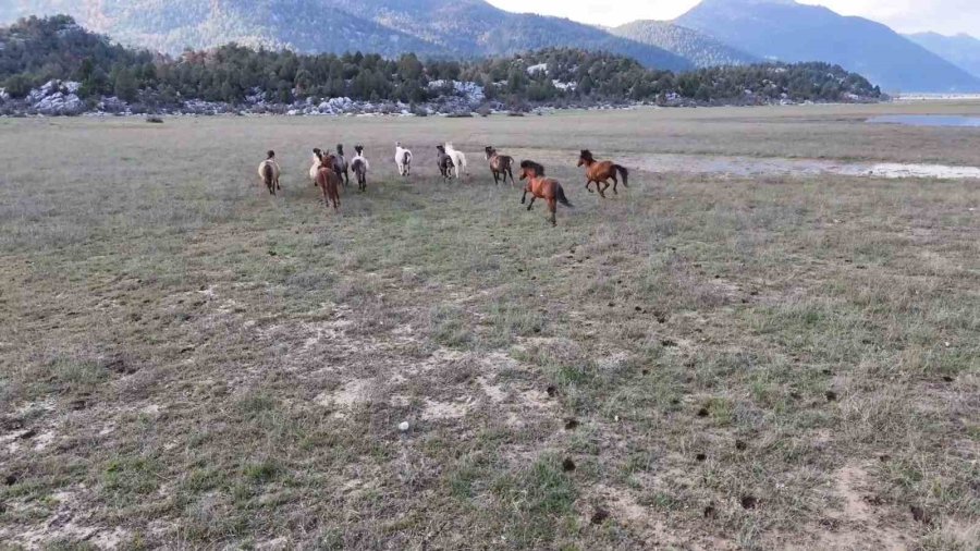 Antalya’nın Yılkı Atları