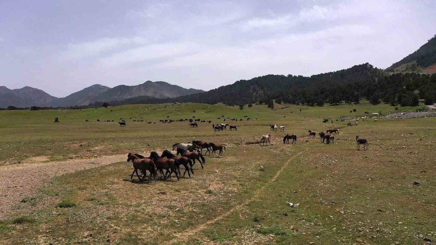 Antalya’nın Yılkı Atları