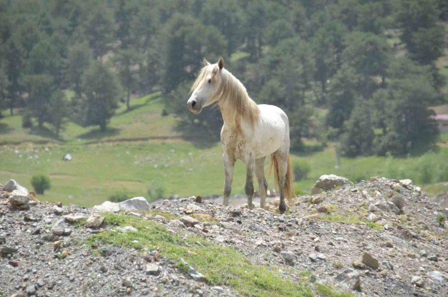 Antalya’nın Yılkı Atları