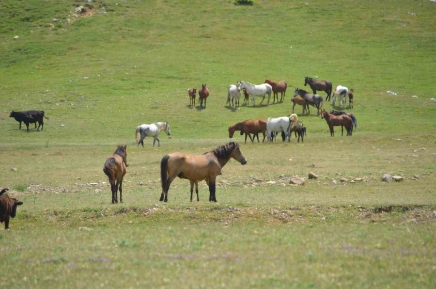 Antalya’nın Yılkı Atları