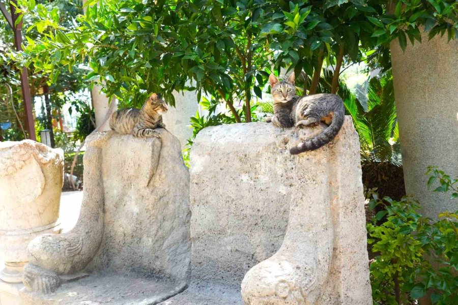 Antalya’da ’müzeler Günü’nde Ziyaretçi Birincisi Olympos Antik Kenti Oldu