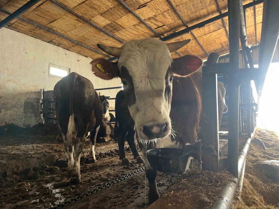 Büyükbaş Kurbanlıkta Geçen Yılın Tavan Fiyatı Bu Yıl Taban Fiyat Oldu