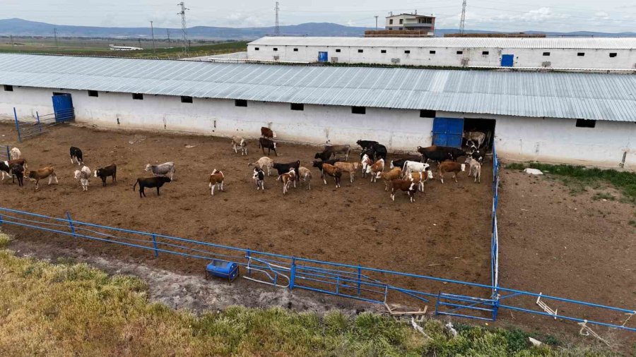 Büyükbaş Kurbanlıkta Geçen Yılın Tavan Fiyatı Bu Yıl Taban Fiyat Oldu