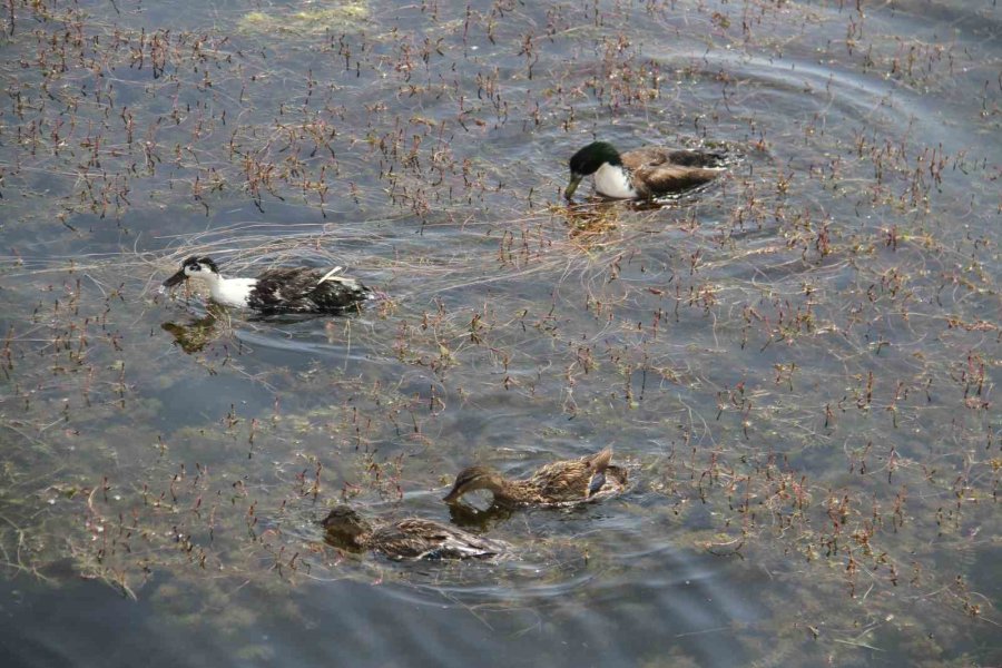Tedavisi Tamamlanan Yaban Ördekleri Beyşehir Gölü’ne Salındı