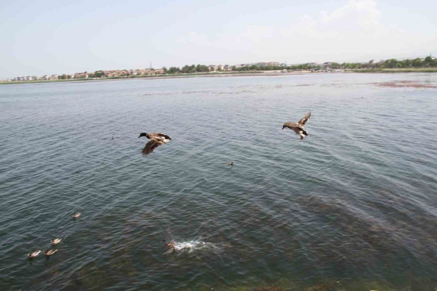 Tedavisi Tamamlanan Yaban Ördekleri Beyşehir Gölü’ne Salındı