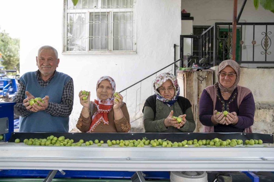 Büyükşehir Belediyesinden Mut’lu Üreticilere Erik Boylama Makinesi Desteği