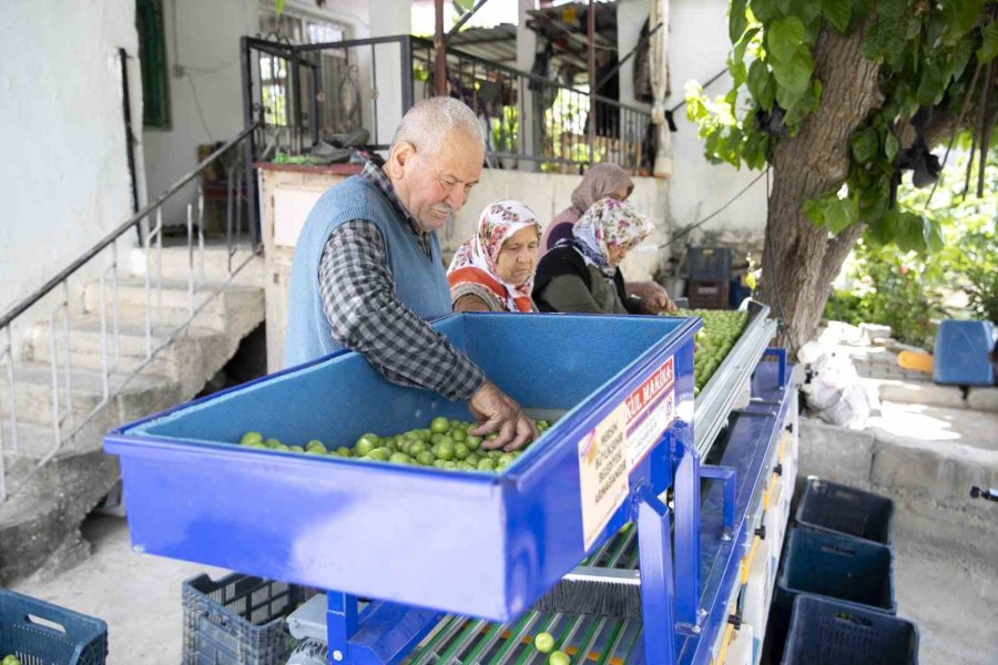 Büyükşehir Belediyesinden Mut’lu Üreticilere Erik Boylama Makinesi Desteği